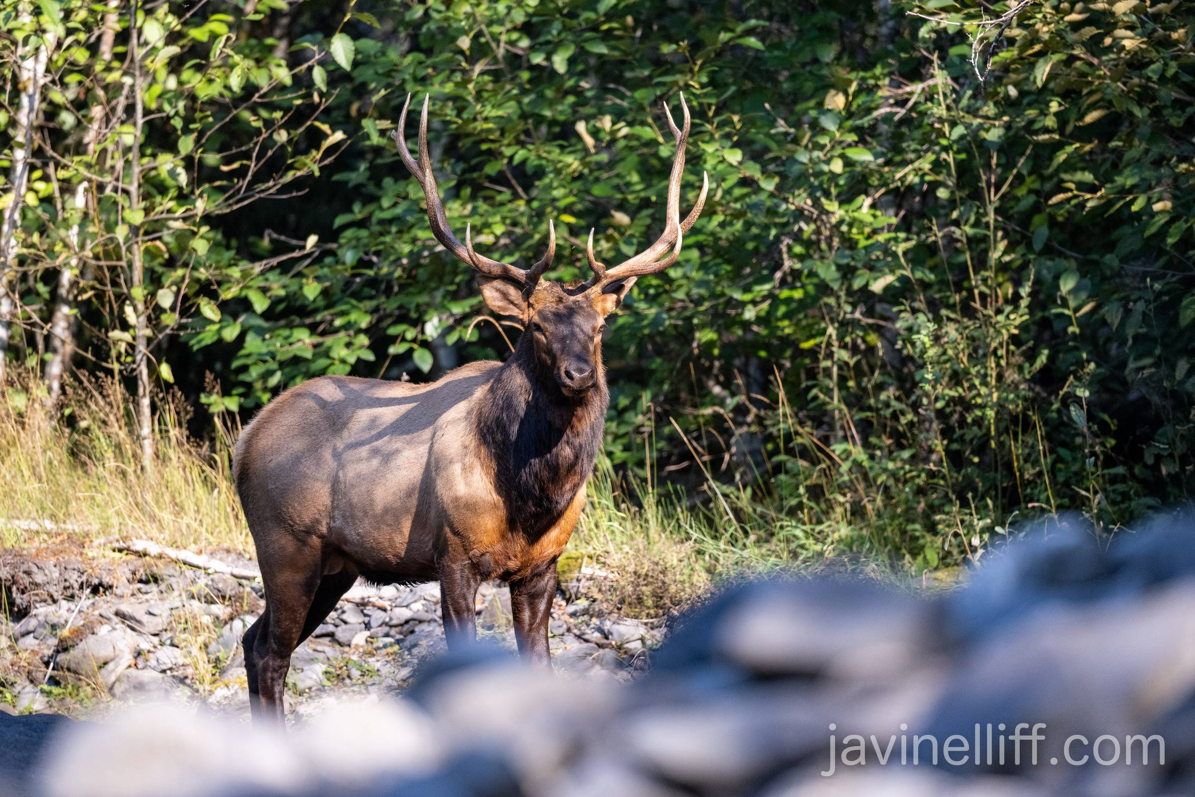 Roosevelt Bull Elk