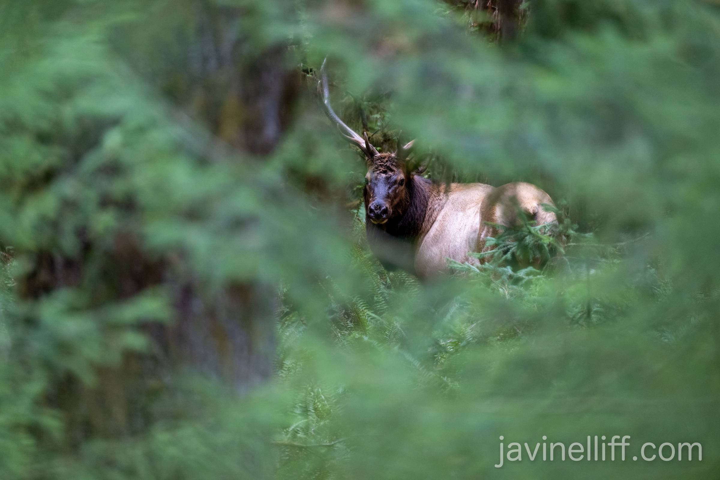 Roosevelt Bull Elk