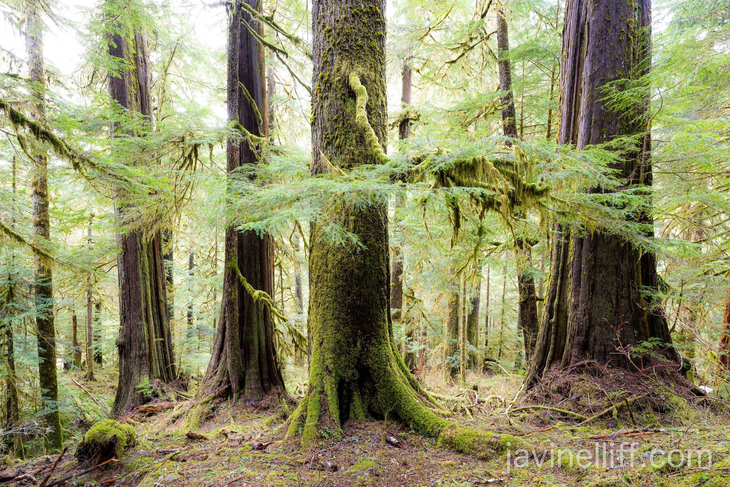 Old Growth Forest