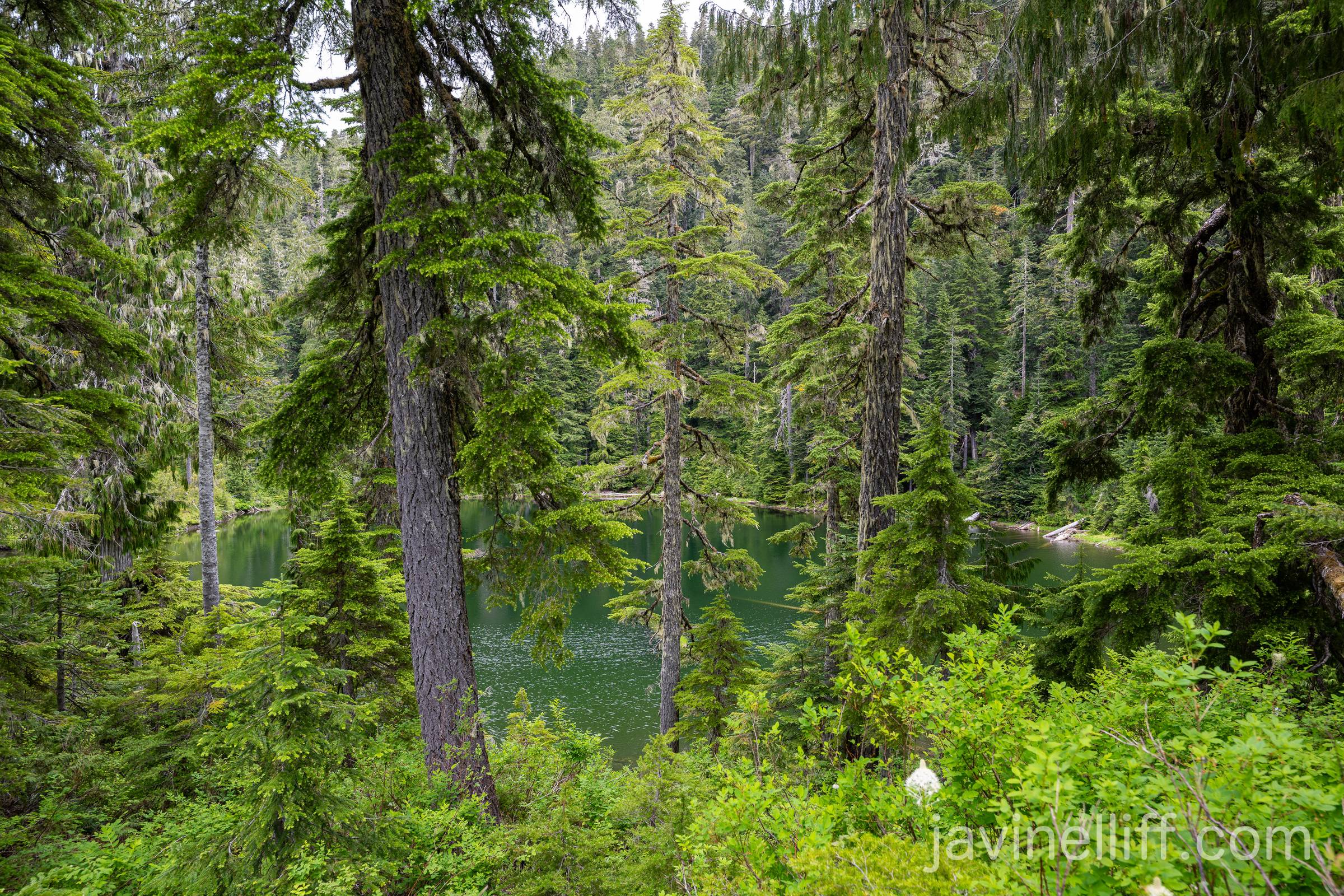 A Lake in the Woods A small lake surrounded by forest.