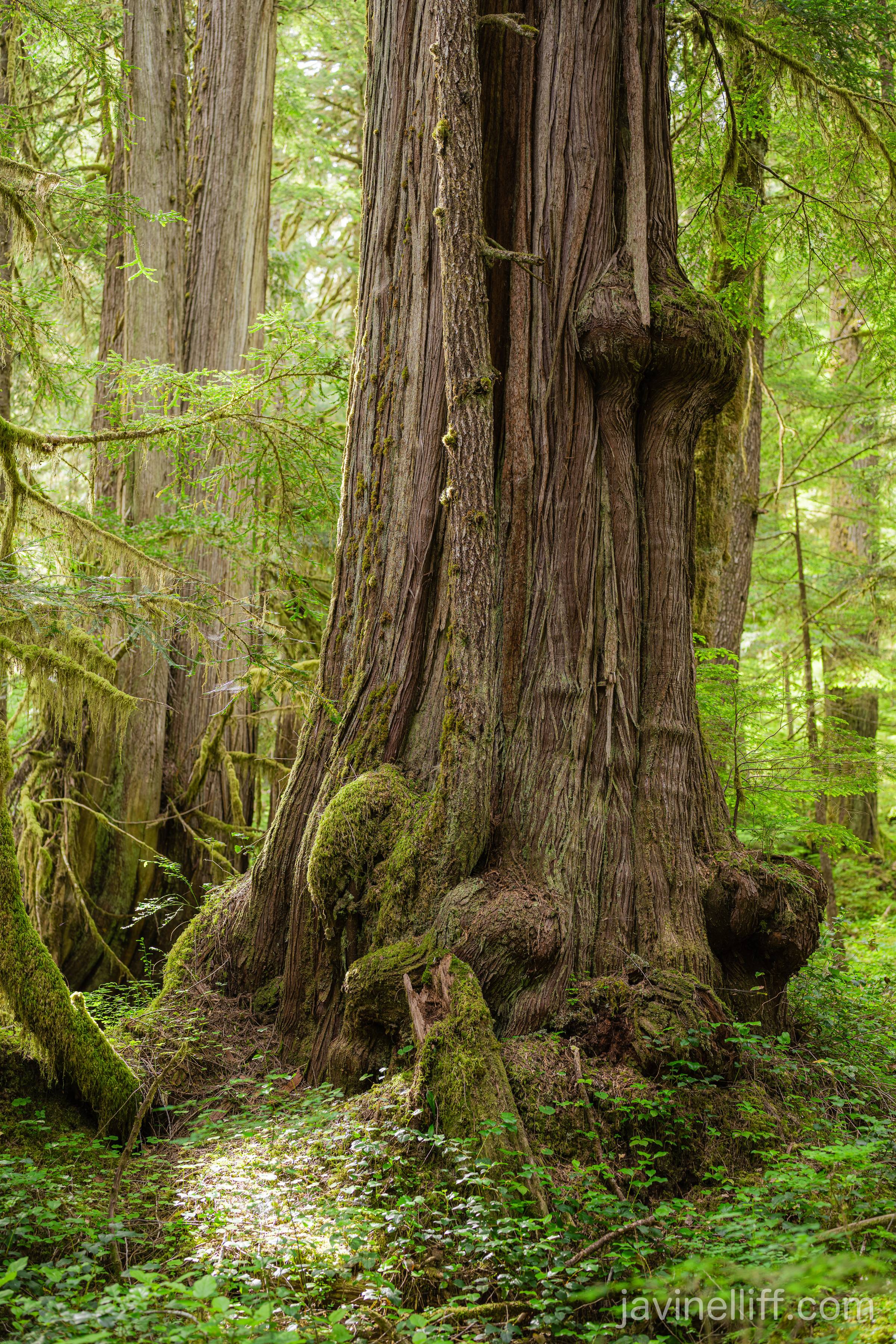 Ancient Redcedar A giant old growth western redcedar with a few burls on its trunk.