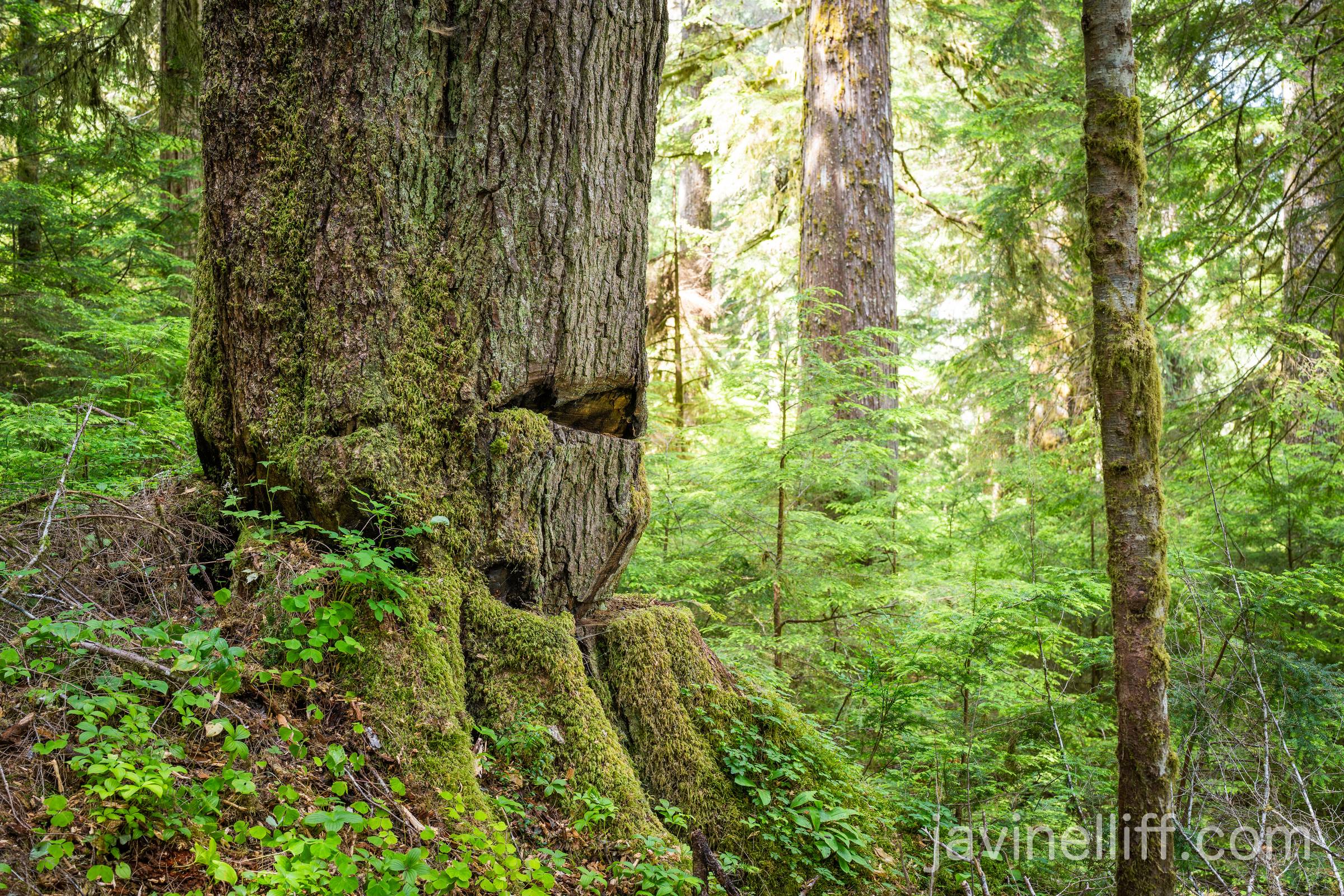 Logging Remnant A large old growth western hemlock tree that was used as a tailhold several decades ago when the adjacent forest was logged. The loggers cut these notches into the tree so that a cable could be wrapped around it and used as an anchor when yarding other felled trees to the road. This tree is dead, but has remained standing.