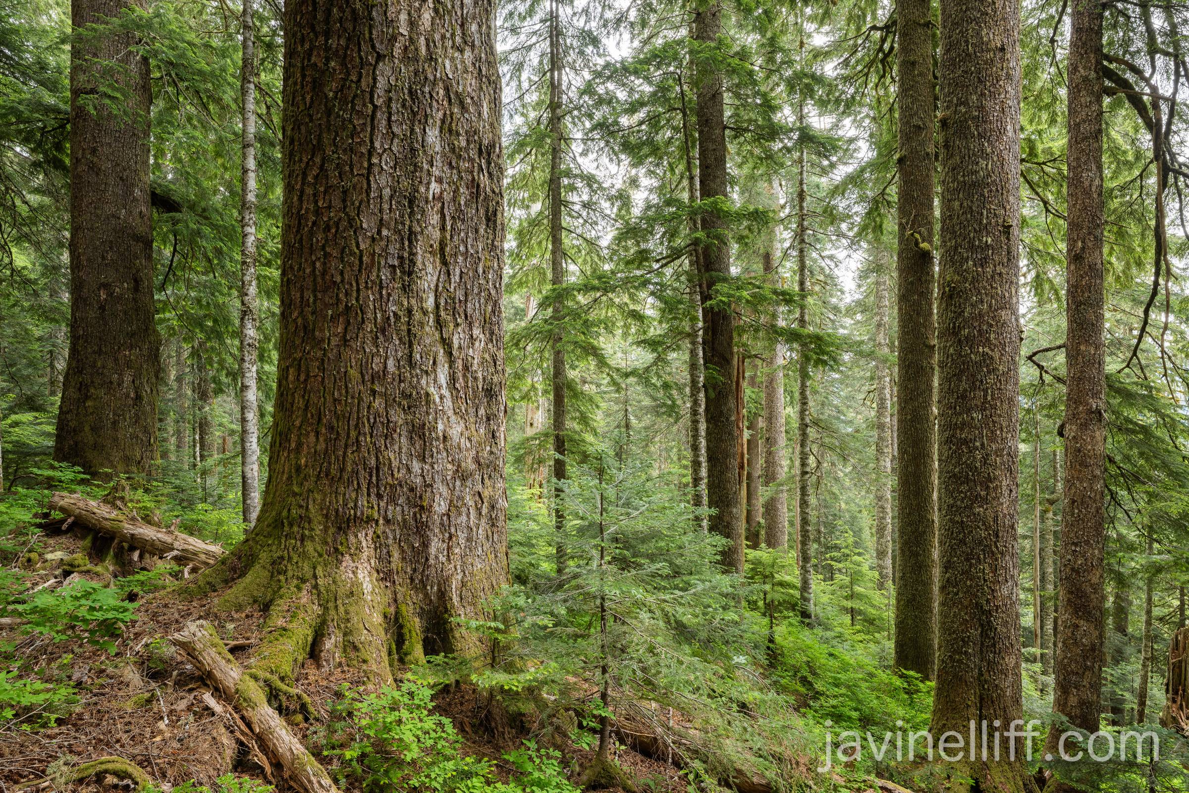 Old Growth Hemlock An old growth forest showing primarily western hemlock as well as a few Pacific silver fir trees.