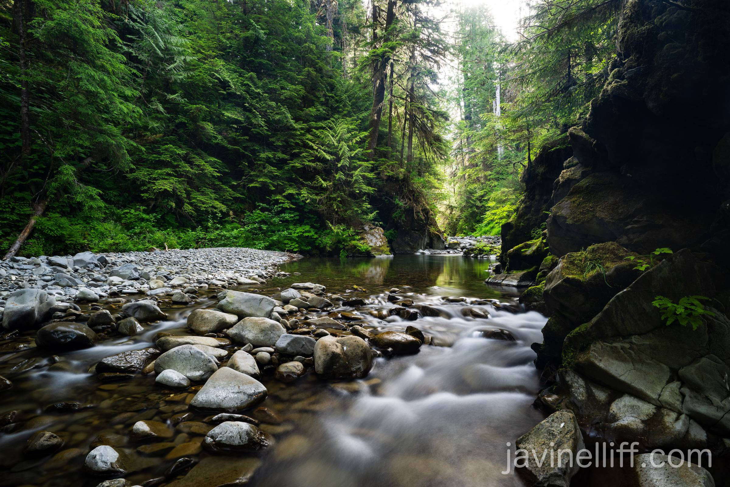 Old Growth Stream A long exposure of a stream in a temperate rainforest.