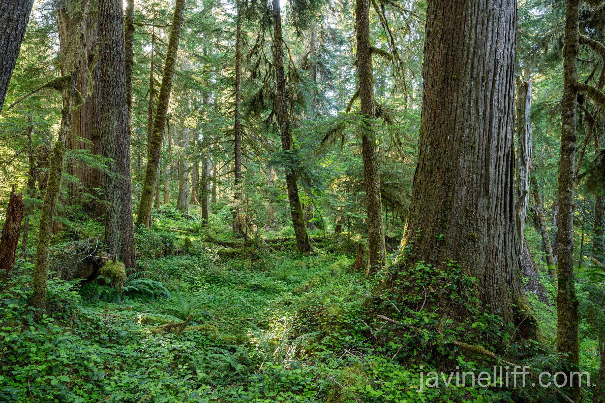 Old Growth A sunny day in an old growth temperate rainforest. Most of these trees are western hemlock, but the bigger one on the right is a western redcedar.