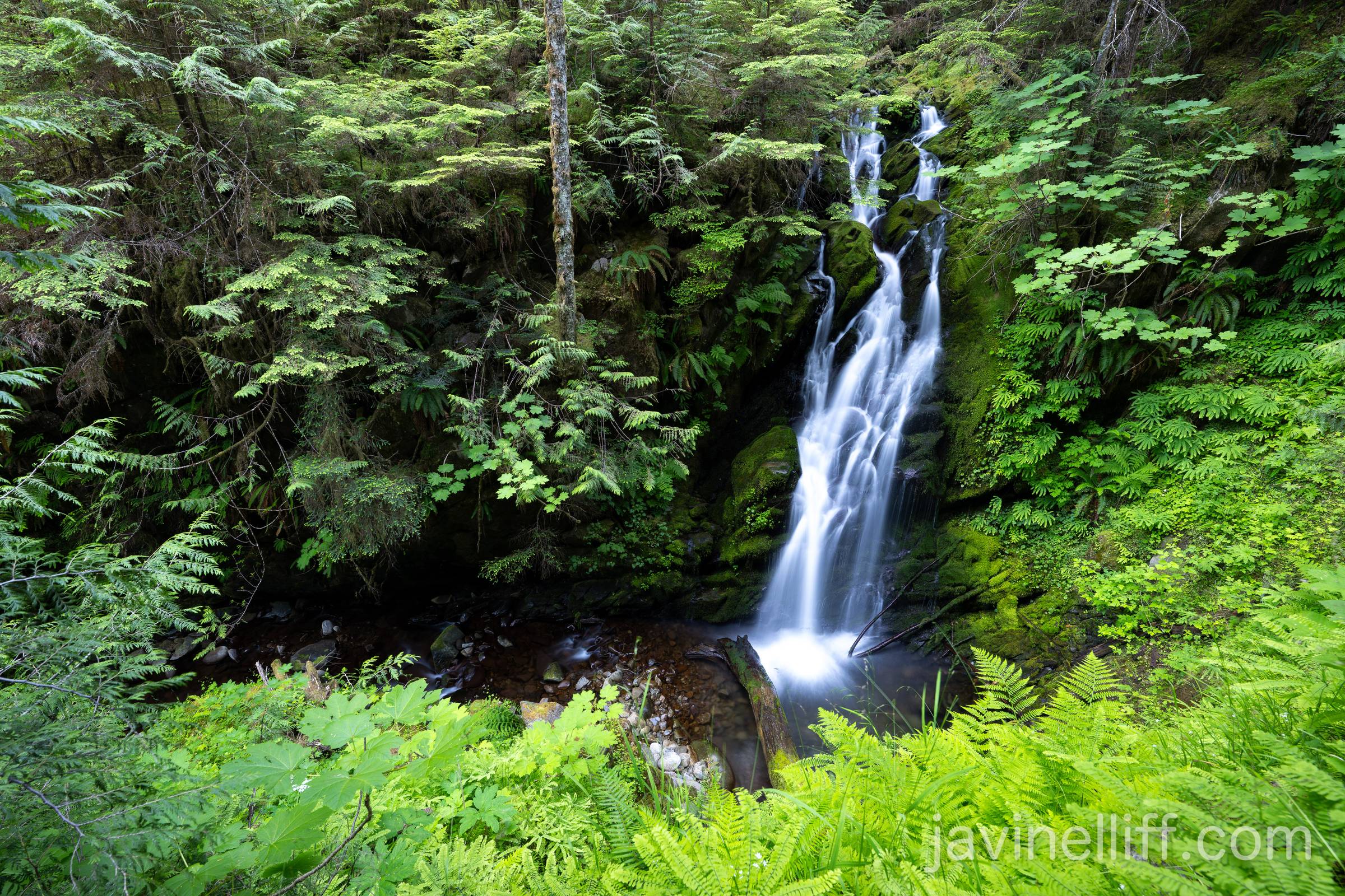 Rainforest Waterfall A waterfall surrounded by lush green ferns, moss and trees.