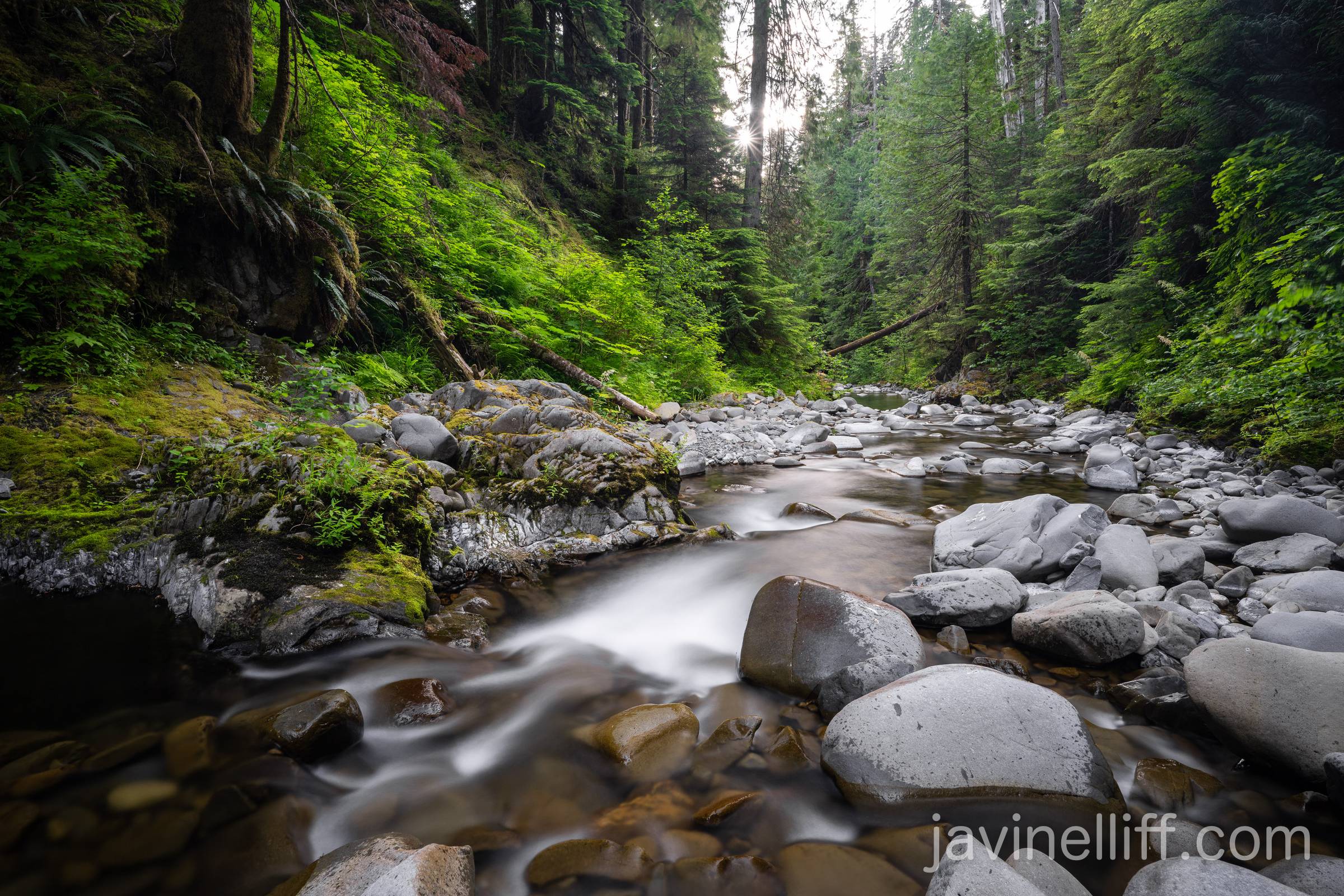 Stream in Old Growth A long exposure of a stream in a temperate rainforest.