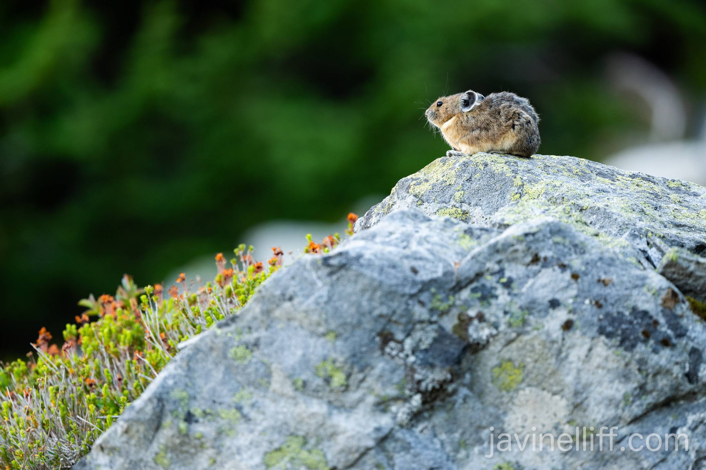 American Pika A pika surveying his talus kingdom.