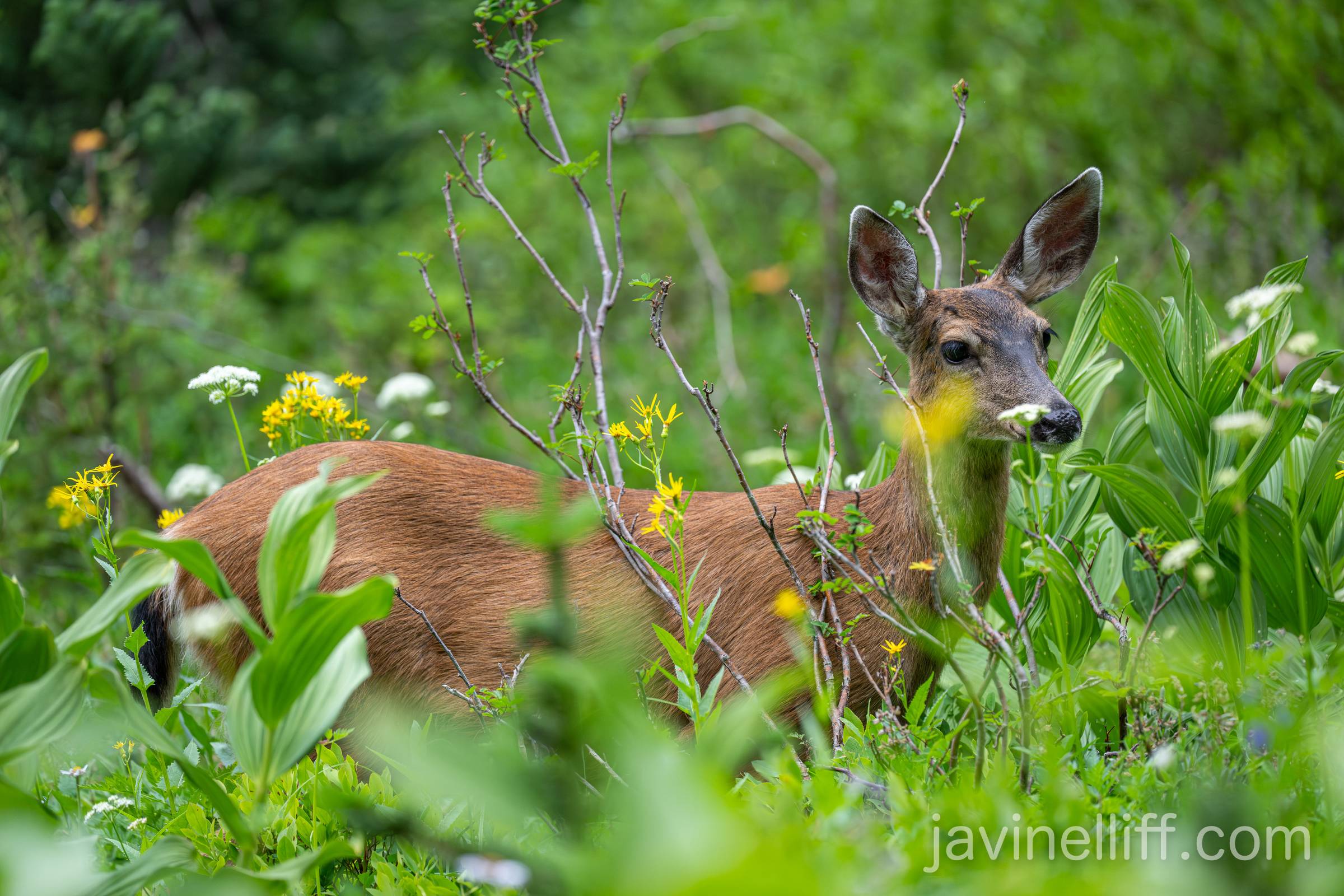 Black-tailed Doe A doe amongst the wildflowers.