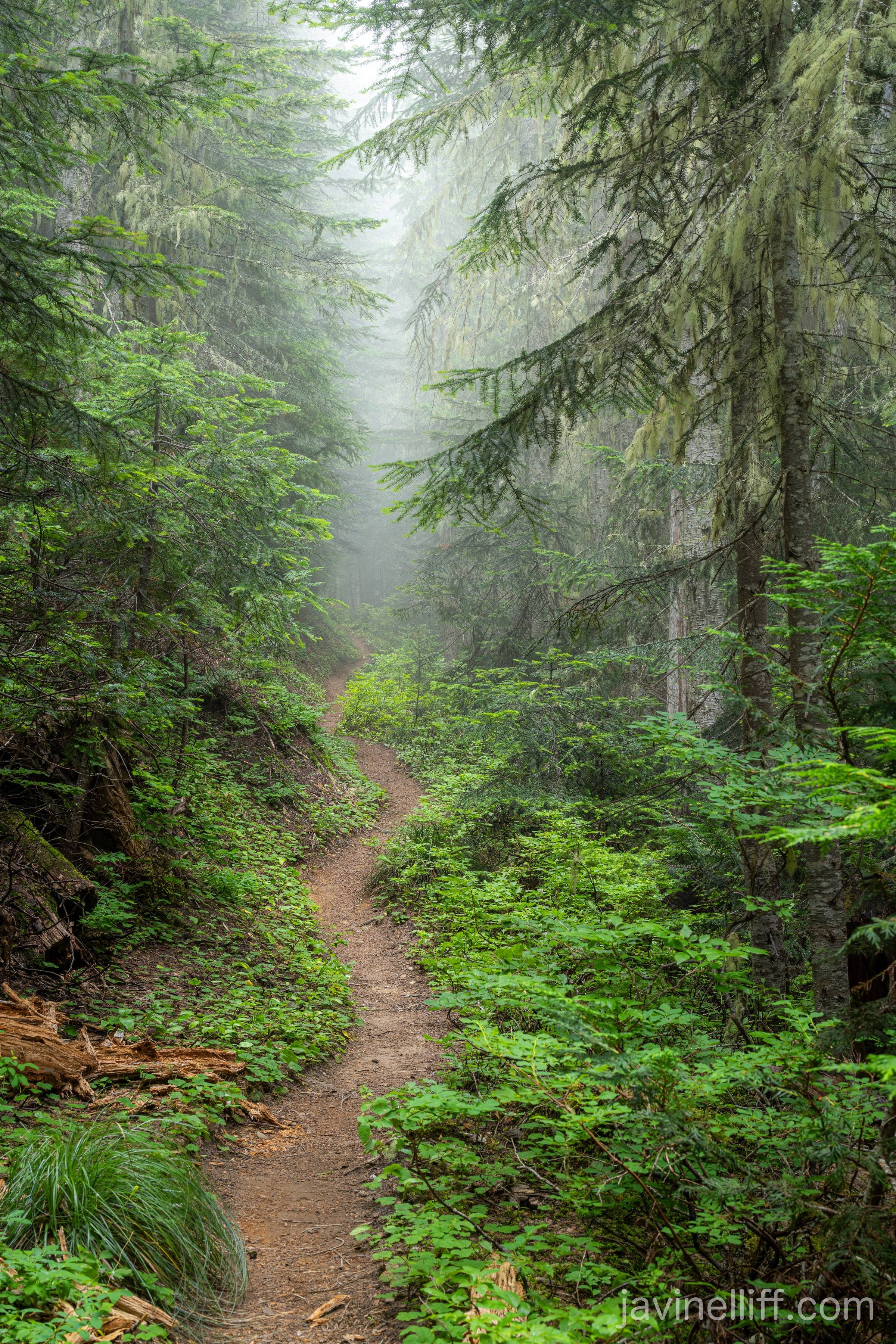 Foggy Forest Trail A trail weaves through the foggy forest.