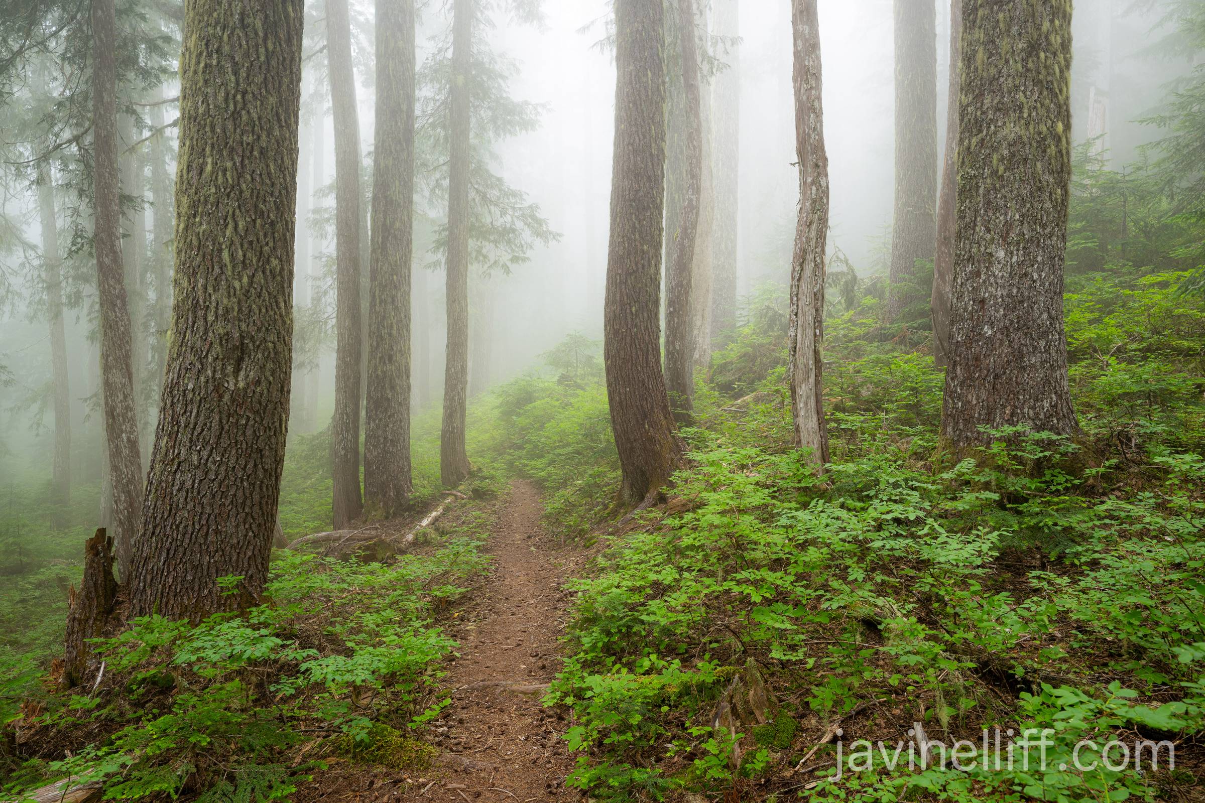 Foggy Forest Trail A trail through a foggy forest of hemlock and fir with a lush layer of huckleberries.