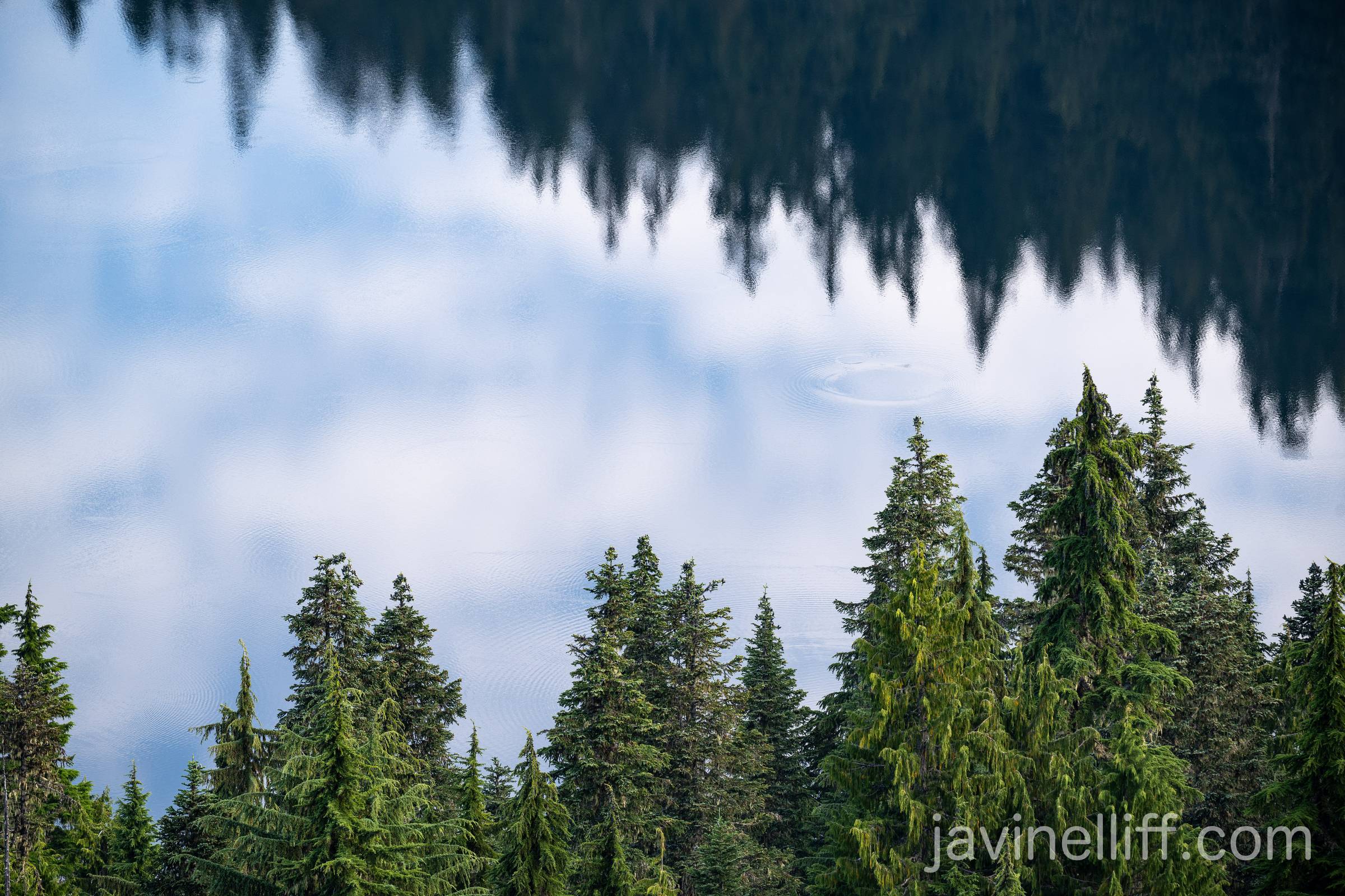 Forest Reflections Reflections in a lake.