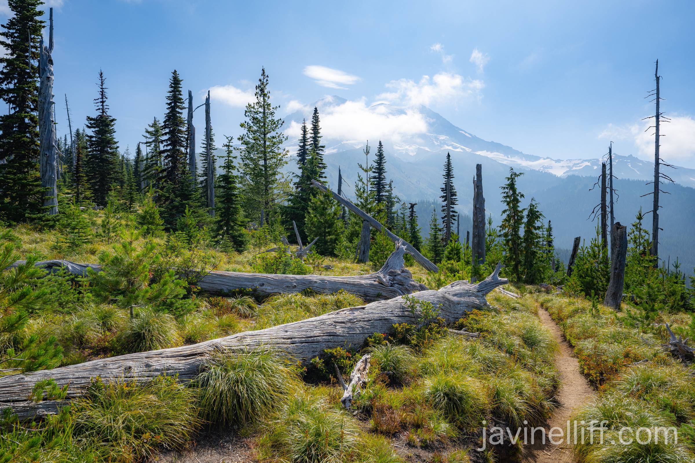 Mount Rainier Mount Rainier above a young forest recovering from an old forest fire.