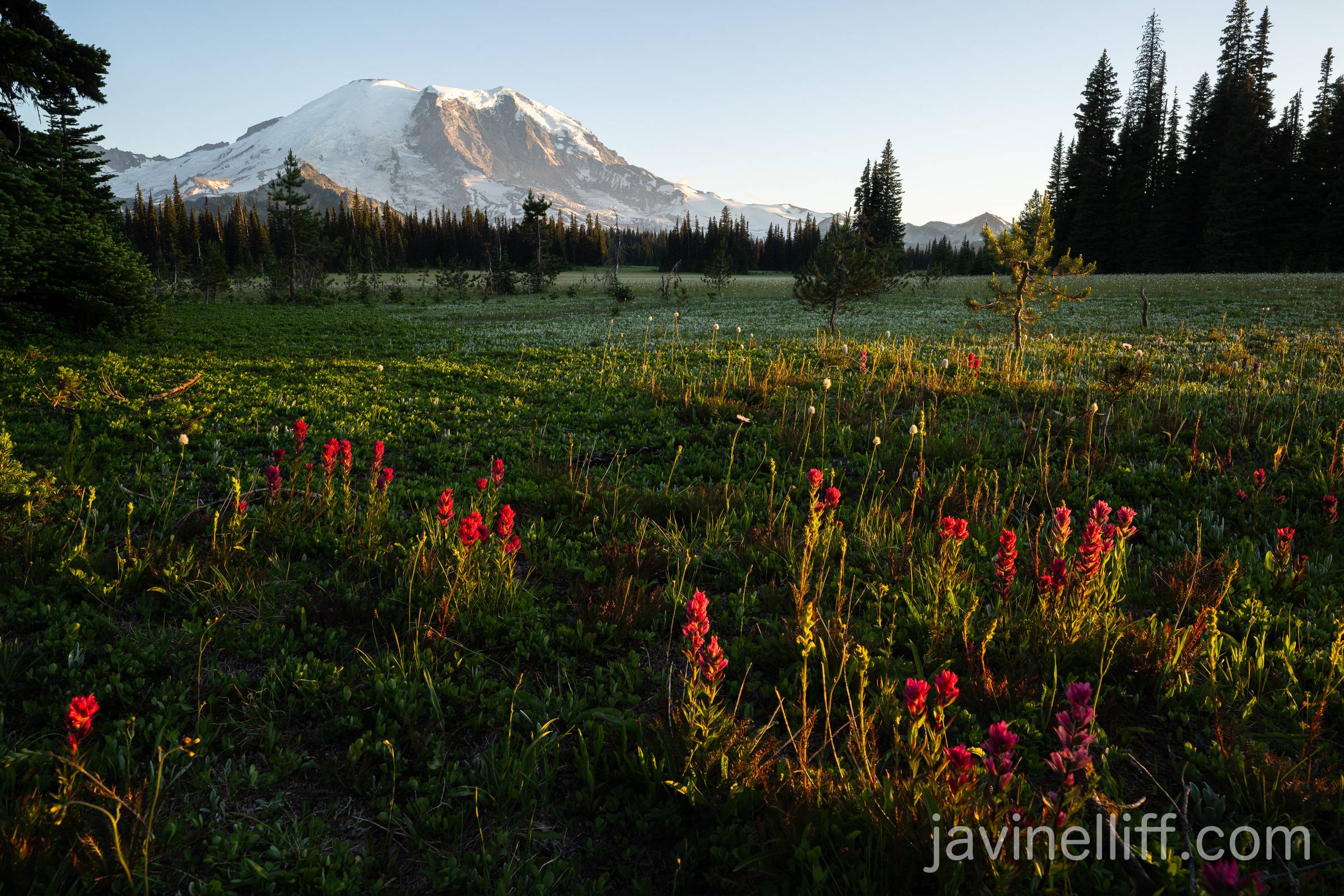 Rainier and Wildflowers Indian paintbrush and Mount Rainier at sunset.