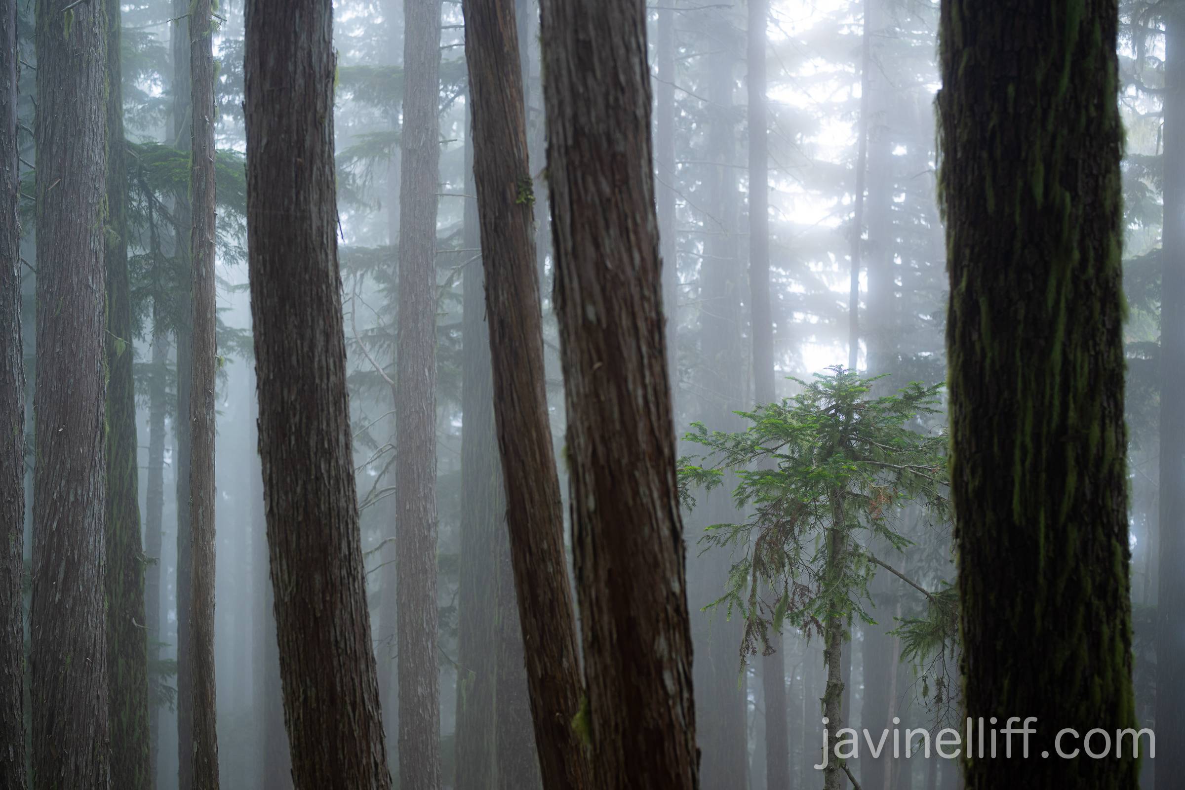 Silver Fir Sapling A young silver fir surrounded by mostly yellow cedar.