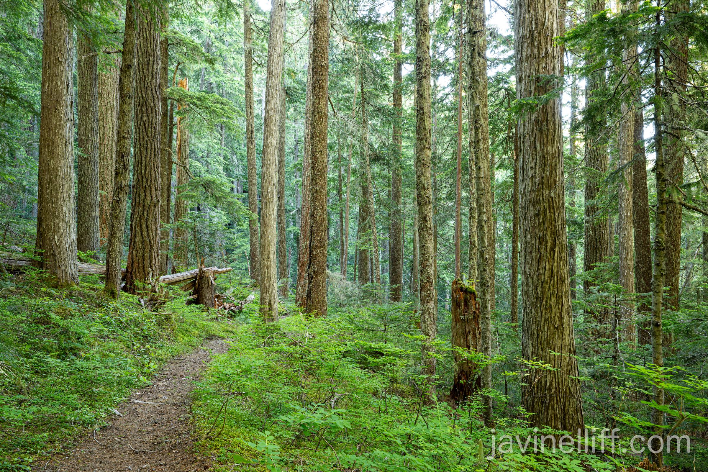 Trail Through Old Growth A trail through a mixed forest of Doug fir, western hemlock, yellow cedar and silver fir.