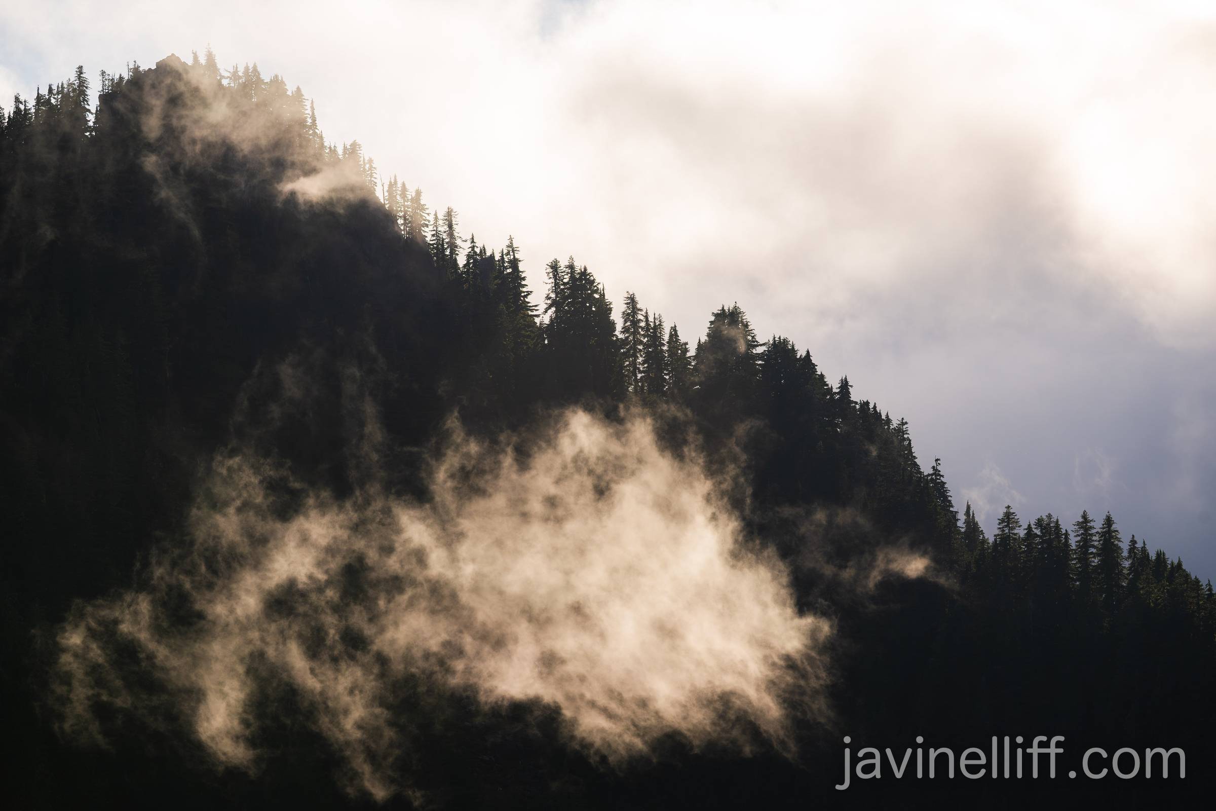 Forest in Clouds A forested ridge in the clouds.