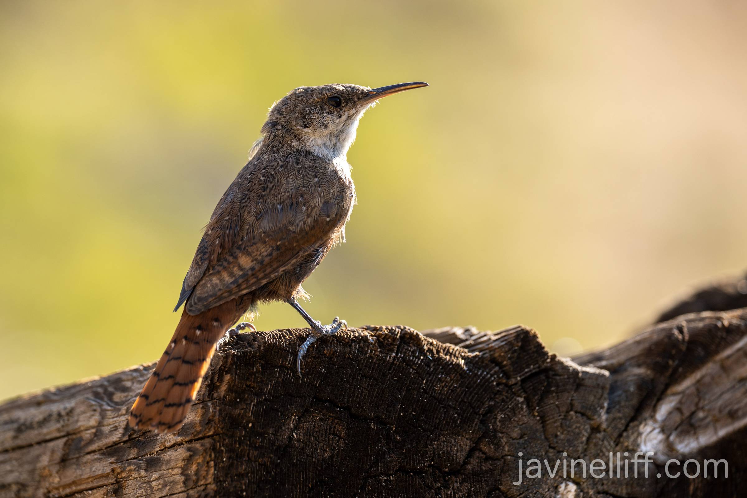 Canyon Wren A canyon wren sits on an old timber.