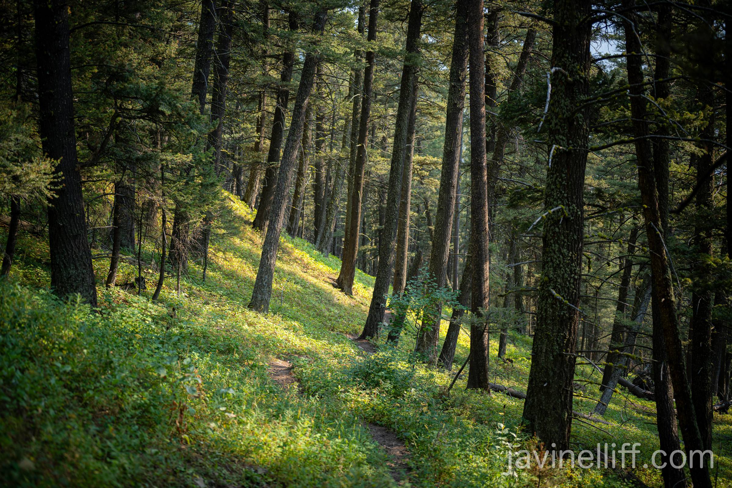 Forest Trail A trail through the forest of the Rocky Mountains.
