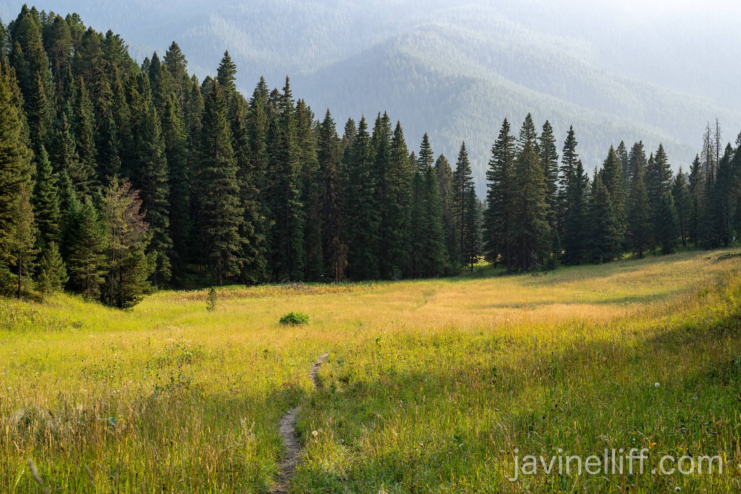 Montana Meadows A trail cuts through a meadow through the forests of Montana.
